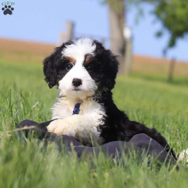 Duke, Mini Bernedoodle Puppy